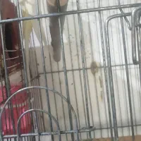 عروس هلندی نر