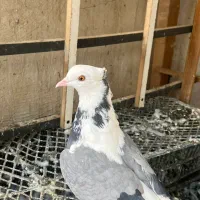 کفتر پرشی نامبروان|پرنده|تهران, مسعودیه|دیوار