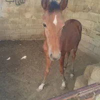 اسب|اسب و تجهیزات اسبسواری|شادگان, |دیوار