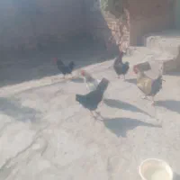 5تا خروس جوان به فروش میرسد.در مراغه هستن|پرنده|گیلوان, |دیوار