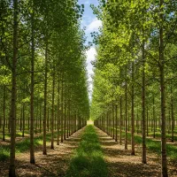 نماینــدگی رسمی نـهــال صـنــوبر در سراسر کشور|خدمات باغبانی و درختکاری|مشهد, سناباد|دیوار