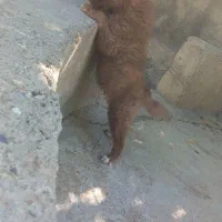 .سگ|سگ|تویسرکان, |دیوار