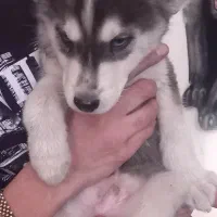 توله های هاسکی ۲ماهه