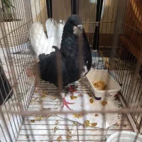 کبوتر|پرنده|صدرا-فارس, فاز ۱|دیوار