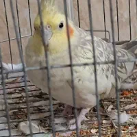 یک جفت عروس هلندی|پرنده|بهار, |دیوار