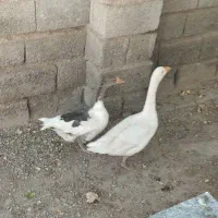 مرغ خروس بوقلمون اردک غاز|حیوانات مزرعه|کرمان, |دیوار