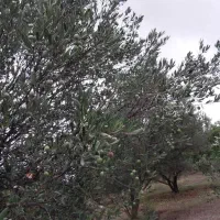 فروش باغ زیتون بهمراه سازه ساختمانی