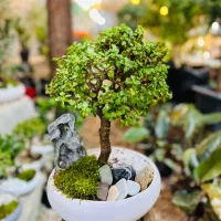 بنسای جید مینیاتور