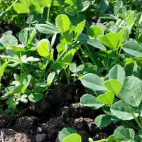 سبزی‌های محلی ،کاملا ارگانیک|خوردنی و آشامیدنی|دالخانی, |دیوار