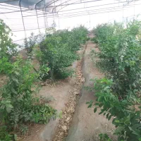در خواست مشارکت در تبدیل گلخانه به کافه|مشارکت در ساخت املاک|نجف‌آباد, شهرک صنعتی نجف آباد|دیوار