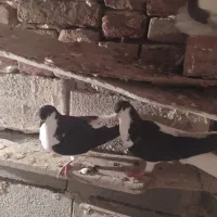 شیخی بیگولی|پرنده|بناب, |دیوار