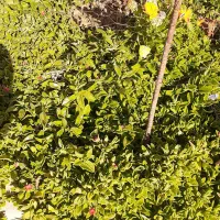 قلمه ناز یخی|گل و گیاه طبیعی|محلات, |دیوار