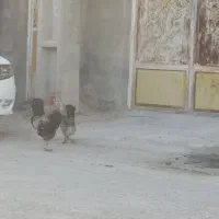 سلام 2عدد خروس بزرگ دارم برای فروش