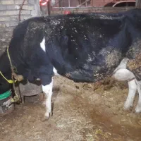 گاوگوساله هلشتین|حیوانات مزرعه|تاکستان, |دیوار