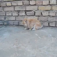 خرگوش لپی تپل|موش و خرگوش|بوژگان, |دیوار