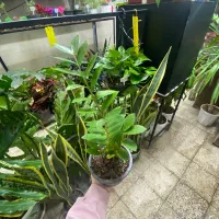 گل آپارتمانی