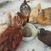 جوجه پاپر و محلی|حیوانات مزرعه|بهشهر, |دیوار