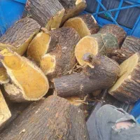 خرید و فروش انواع چوب|خدمات باغبانی و درختکاری|کوهدشت, |دیوار