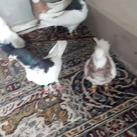 سلام خدمت دوستان گل