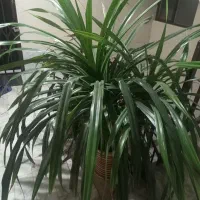 فروش گل پاندانوس