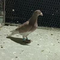 دورگ صید پرشی