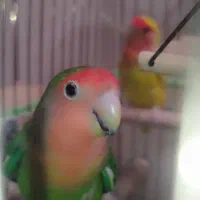 کوتوله برزیلی|پرنده|شیراز, کوشک میدان|دیوار