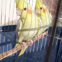 عروس هلندی لوتینو|پرنده|رشت, حومه رشت|دیوار