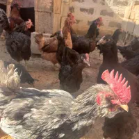 مرغ وخروس|پرنده|اصفهان, دستگرده|دیوار