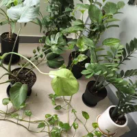 پتوس کاسه ای و چماقی