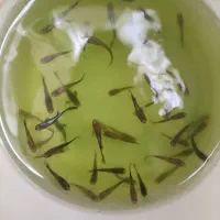 بچه ماهی گوپی