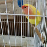 کوتوله برزیلی