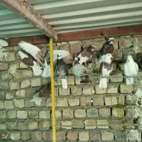 کفتر پرشی به شرط