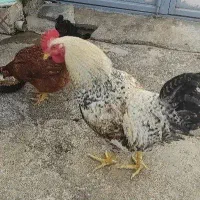 مرغ وخروس