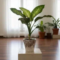 گل دیفن باخیا