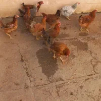 مرغ|حیوانات مزرعه|زاغه, |دیوار