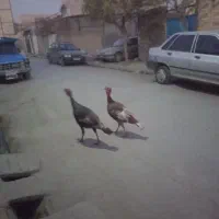 بوقلمون نر برنز|حیوانات مزرعه|مشهد, همت آباد|دیوار