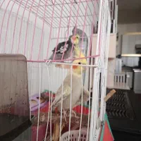 تعدادی لوازم|حراج|اردبیل, |دیوار