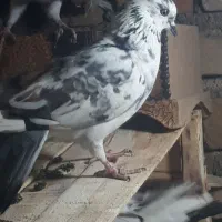 کفتر پرشی|پرنده|مشکین‌دشت, |دیوار