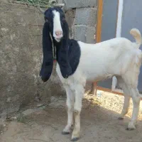 فروش بز گلابی