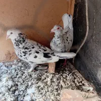 کبوترسرور