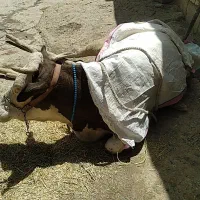 افتاده کسل حال گاو|حیوانات مزرعه|دلبران, |دیوار