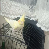 عروس هلندی نر|پرنده|تربت‌حیدریه, میدان مرکزی|دیوار