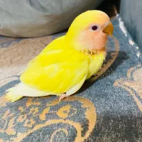 کوتوله زرد صورت هلویی سرلاکی