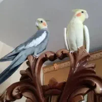 طوطی عروس هلندی جفت مولد|پرنده|رودهن, |دیوار