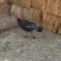 بوقلمون