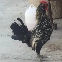خروس جوان