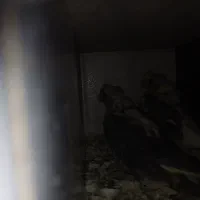 جوجه عروس هلندی|پرنده|تربت جام, خیرآباد|دیوار