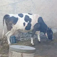 گاو سیمنتال با گوساله ماده|حیوانات مزرعه|نظر کهریزی, |دیوار