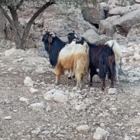 چهار رعس دوبر محلی گلهیی