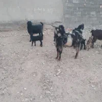 چهار عدد بز چهار عدد بی یک صابرین